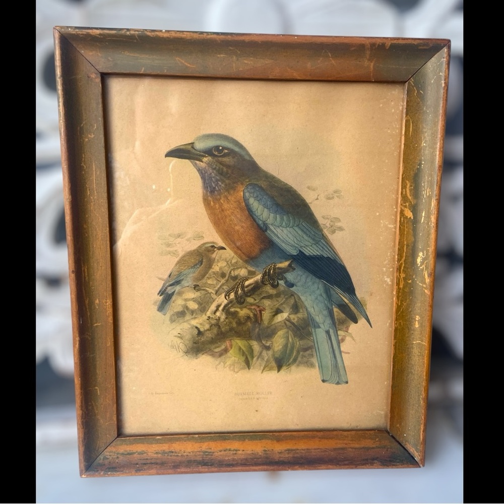 Antique 1893 Framed Bird Lithograph – Burmese Roller by J.G. Keulemans